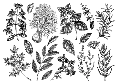 Italian cuisine herb and spice sketches set. Basil, mint, rosemary, parsley, sage, bay leaf, fennel drawing. Kitchen spices hand-drawn vector illustration. NOT AI genereted